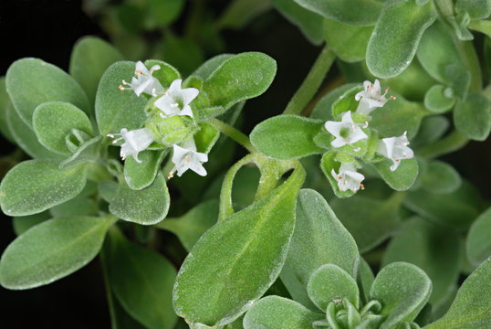 Flowers of Origanum marjorana locally called marva in Maharashtra. 