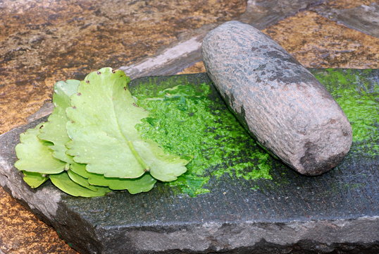 Grinding Origanum marjorana leaves locally called marva in Maharashtra. This highly aromatic plant is used medicinally in Western herbal medicine as well as for certain religious ceremonies in India.