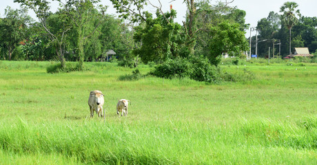 Cow on the green field