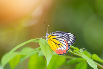 Butterfly on leaf