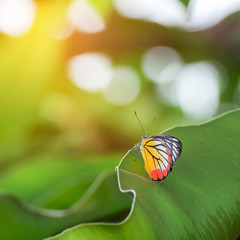 Butterfly on leaf