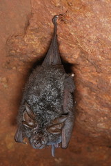 An insectivorous bat hanging from the ceiling of a small cave. The large ears and strange...