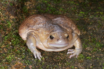 This balloon frog known as Uperodon globulosus is very rarely seen except when it emerges from the ground during the beginning of the rainy season. It is an excellent burrower and burrows backwards. .