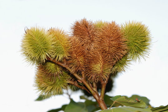 The fruit of Bixa orellana. This plant is also called Anatto, Lipstick Tree fruit. The seeds yield an edible red/yellow food colour which was traditionally and still is used to colour butter.