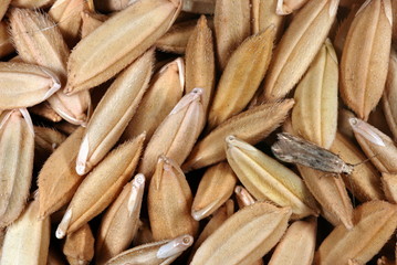 Grains of an indigenous variety of paddy. India had over 40,000 indigenous local varieties of rice which had different characters ranging from grain size to kernel colour and plant height..