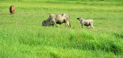 Obraz premium Cow on the green field