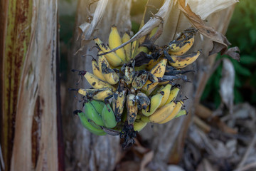 The ripe bananas on the trees in the forest provide food for many animals.