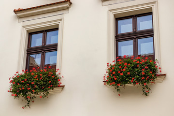 Fototapeta na wymiar Two windows with coral flowers on beige wall