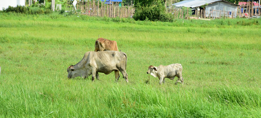 Cow on the green field