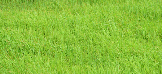 Green rice field taken on a sunny day