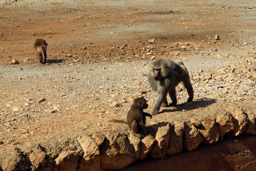 Monkey with his cub in Safari Park.