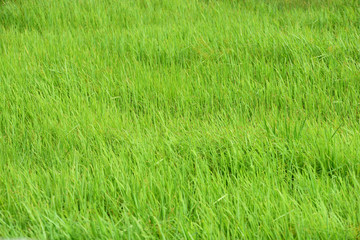 Green rice field taken on a sunny day