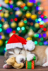 Fototapeta na wymiar Alaskan malamute puppy wearing a red santa hat sleeps with toy bear and gift box with Christmas tree on background. Empty space for text