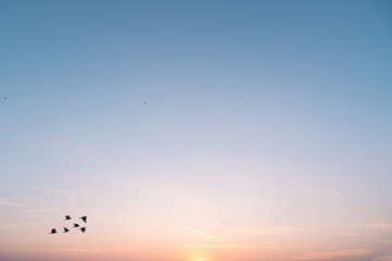 beautiful sky and Flock of flying birds,sky background