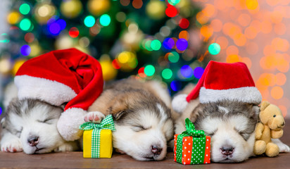 Fototapeta na wymiar Alaskan malamute puppies wearing a red santa hats sleep with toy bear and gift boxes with Christmas tree on background. Empty space for text
