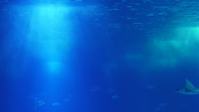 atlantic devil ray biology aquarium 4k