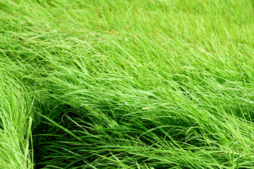Green grass background ,green field background