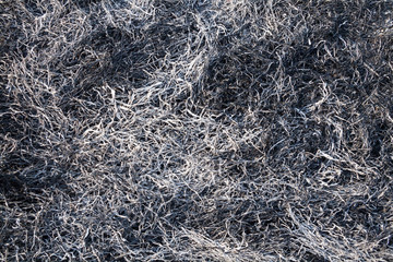 Burnt grass