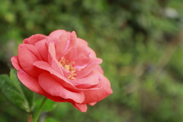 Fototapeta premium Orange color Rose flower.