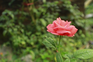 Orange color Rose flower.
