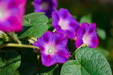purple flower in the garden