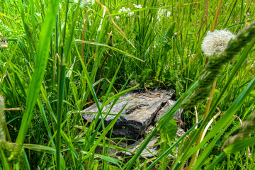 lizard in the nature