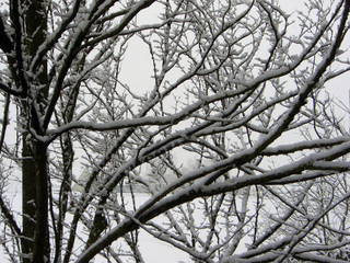 Winterliche Motive mit Baumäste und Zweigen von Schnee bedeckt. Kleine Aussichte zu einem Haus im Schnee
