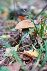 mushroom in the forest