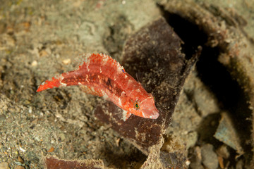 The surprising underwater world of the Indian and Pacifical Oceans