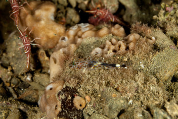 The surprising underwater world of the Indian and Pacifical Oceans