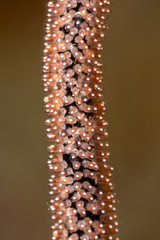 The surprising underwater world of the Indian and Pacifical Oceans