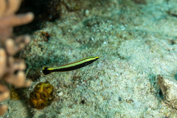 The surprising underwater world of the Indian and Pacifical Oceans