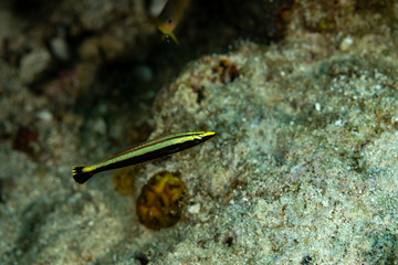 The surprising underwater world of the Indian and Pacifical Oceans