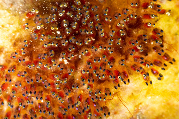 The surprising underwater world of the Indian and Pacifical Oceans