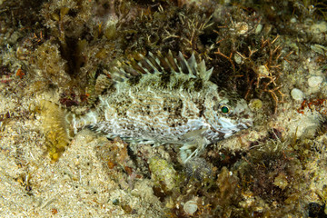 The surprising underwater world of the Indian and Pacifical Oceans