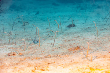 The surprising underwater world of the Indian and Pacifical Oceans