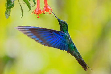 Great Sapphirewing - Pterophanes cyanopterus, beautiful large hummingbird with blue wings from...