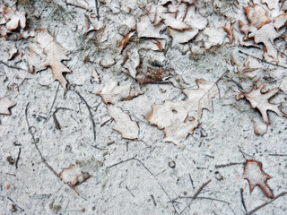 autumn brown leaves powdered with the first snow