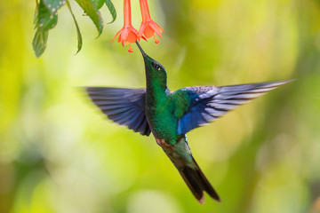 Great Sapphirewing - Pterophanes cyanopterus, beautiful large hummingbird with blue wings from Andean slopes of South America, Yanacocha, Ecuador.