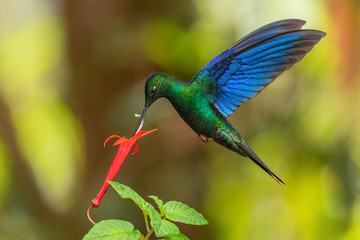 Great Sapphirewing - Pterophanes cyanopterus, beautiful large hummingbird with blue wings from Andean slopes of South America, Yanacocha, Ecuador. © David
