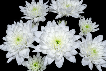 White chrysanthemum flowers on a black background