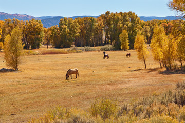 Fototapeta na wymiar Herbstlandschaft mit Pferden, Hwy 89, UT