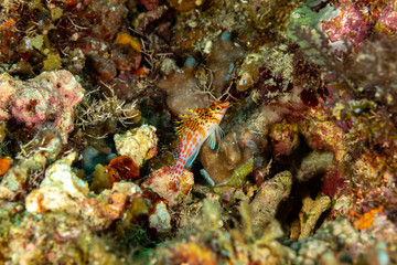 The surprising underwater world of the Indian and Pacifical Oceans