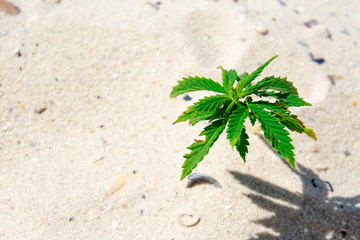 Marijuana Plant Cannabis grows in Tropical Beach Background