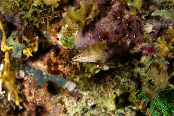 The surprising underwater world of the Indian and Pacifical Oceans