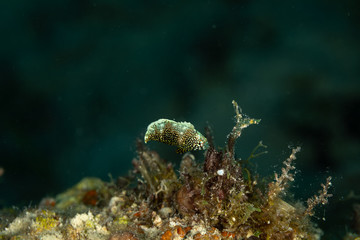 The surprising underwater world of the Indian and Pacifical Oceans