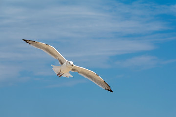 Seagull, flying over blue sky with clouds