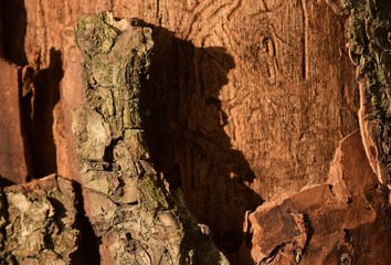 texture trunk of an old tree