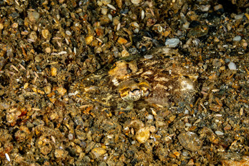 The surprising underwater world of the Indian and Pacifical Oceans