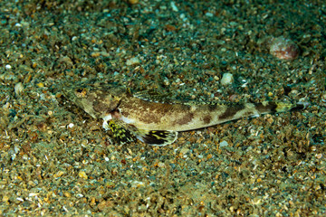 The surprising underwater world of the Indian and Pacifical Oceans
